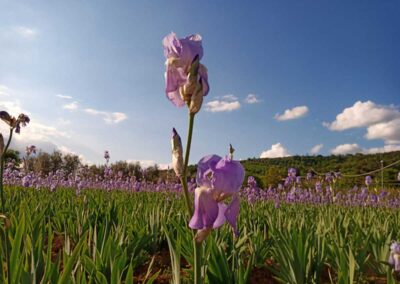 Azienda Agricola Le Fontacce